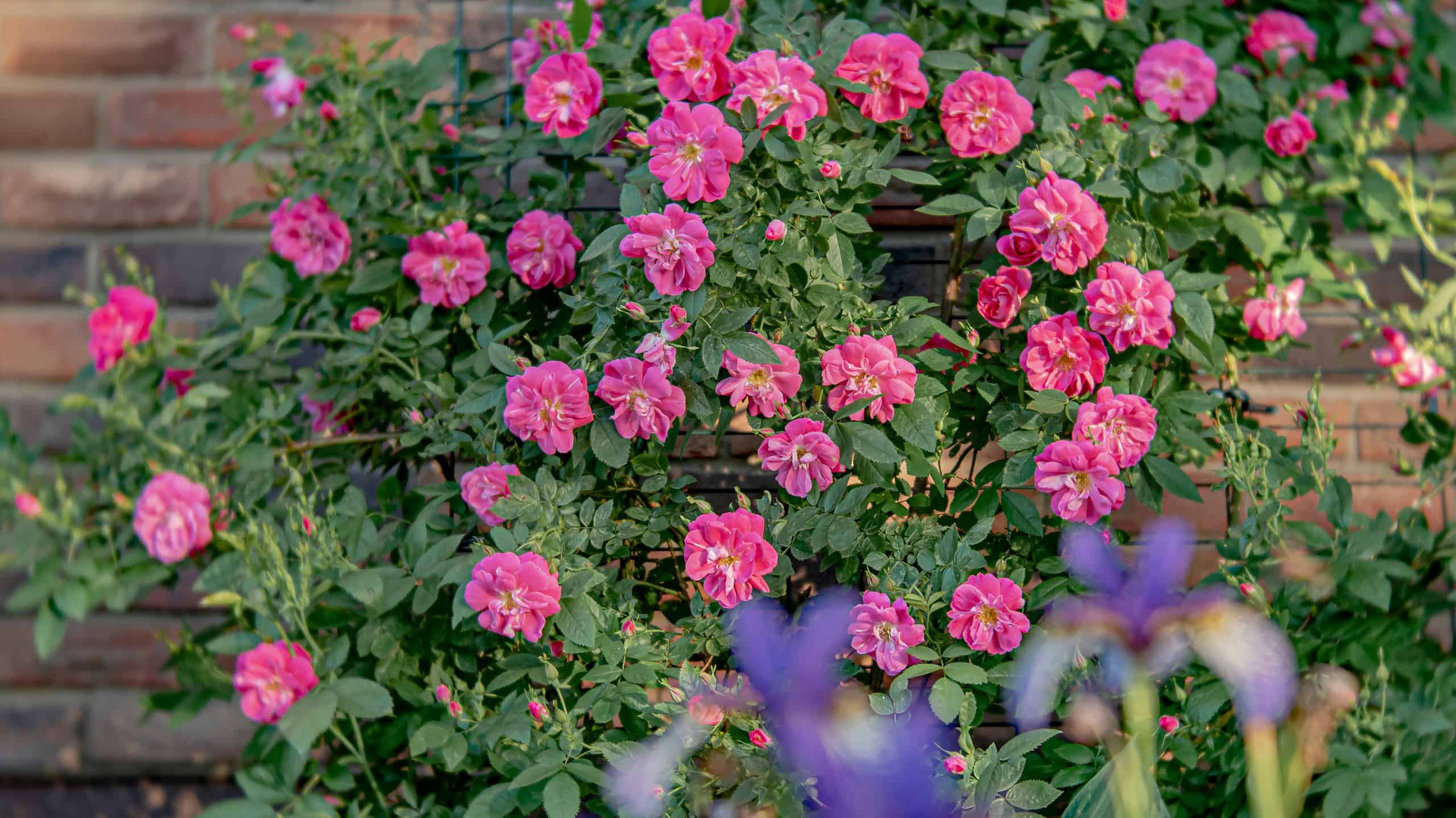 Come potare le rose rampicanti