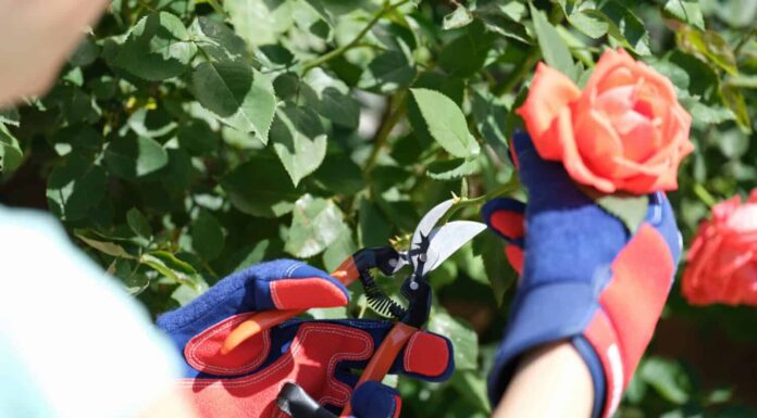 Giardiniere in guanti con potatore taglia il primo piano del cespuglio di rose.  Concetto di hobby e giardinaggio.