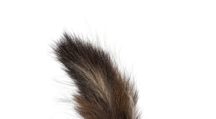 Lato posteriore del classico marrone con giovane puzzola a strisce bianche aka Mephitis mephitis, sdraiata mostrando il sedere.  Guardando lontano dalla fotocamera con la coda in alto pronta a spruzzare.  Isolato su uno sfondo bianco