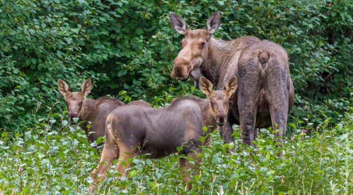 Come si chiama un gruppo di alci?
