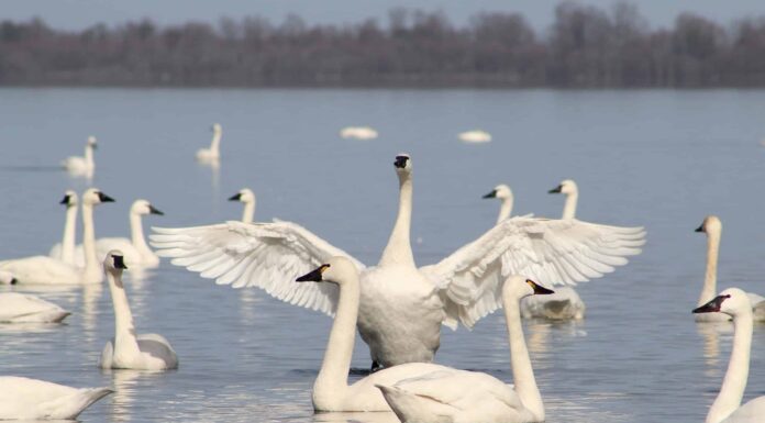 Come si chiama un gruppo di cigni?
