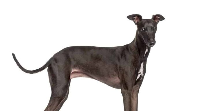 Levriero italiano, in piedi e isolato su bianco