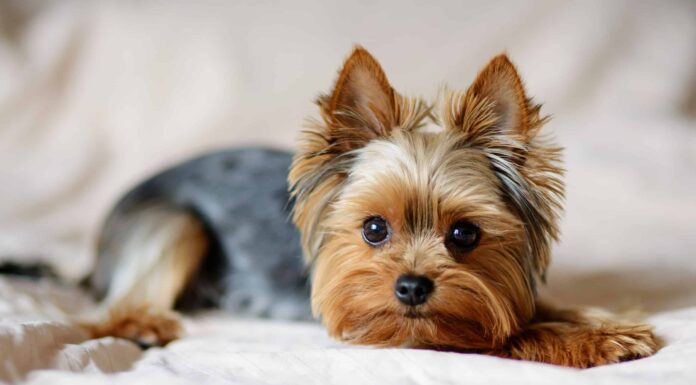 Gli Yorkies sono ipoallergenici?
