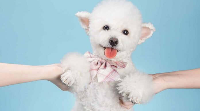 Barboncino bianco incinta che indossa una cravatta, al chiuso, sfondo blu pulito.