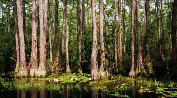 Guarda Una voragine gigante che inghiotte un'intera palude della Louisiana
