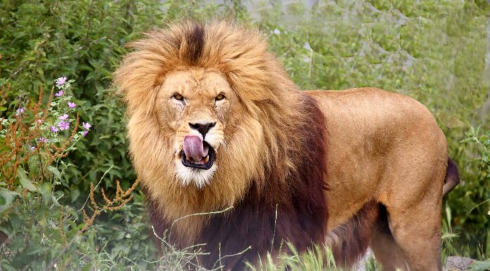 Guarda il terrificante momento in cui i campeggiatori si svegliano con i leoni che leccano la loro tenda... Sì, i leoni!
