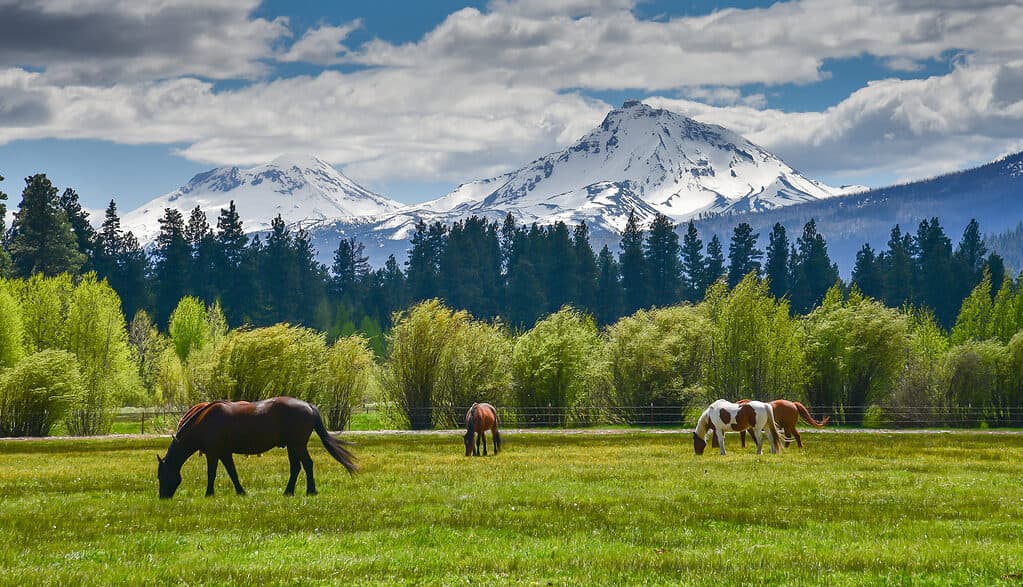 Cavalli al pascolo davanti a Cascade Mountains, sullo sfondo dell'Oregon
