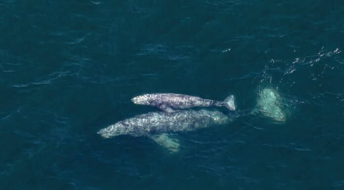 Genitori e figli delle balene grigie