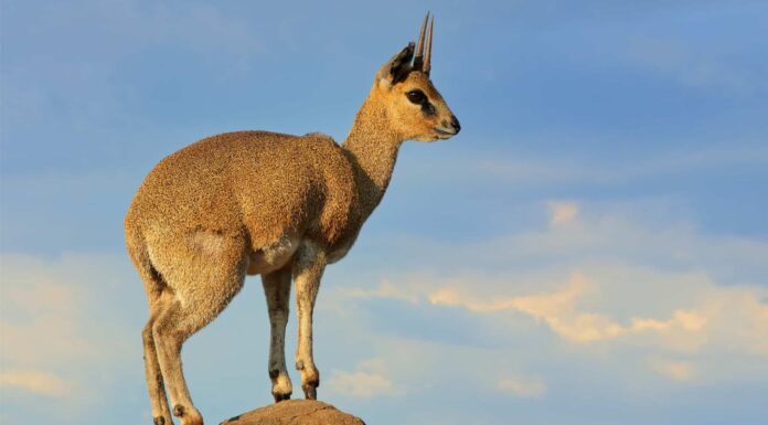 Guarda queste antilopi intelligenti trasformarsi in scalatori esperti per evitare minacciosi cani selvatici
