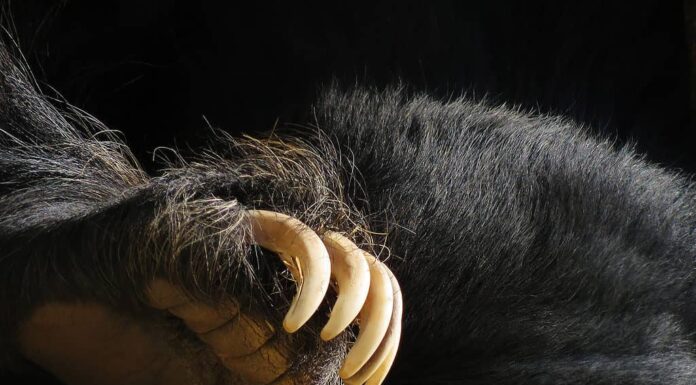 Zampa di orso nero con artigli, zampa d'orso.