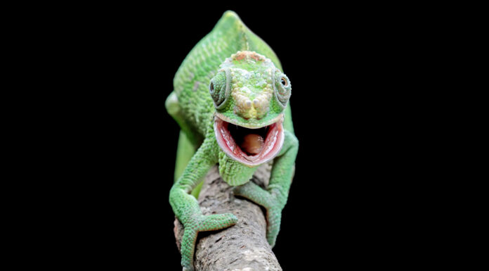 Guarda questo camaleonte Braveheart impegnarsi in un'intensa battaglia con un serpente ed emergere vittorioso
