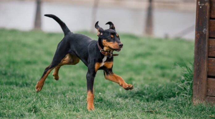 Cucciolo di segugio della Transilvania di razza pura che corre in un parco per cani.