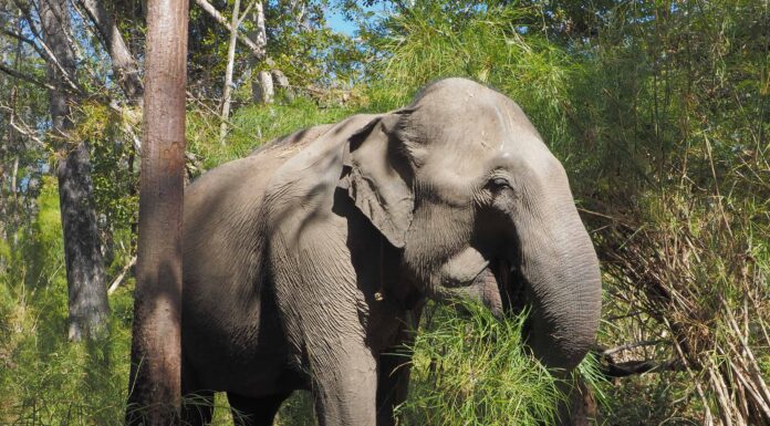 Guarda questo enorme elefante mostrare le sue vere dimensioni ed espellere una minacciosa tigre
