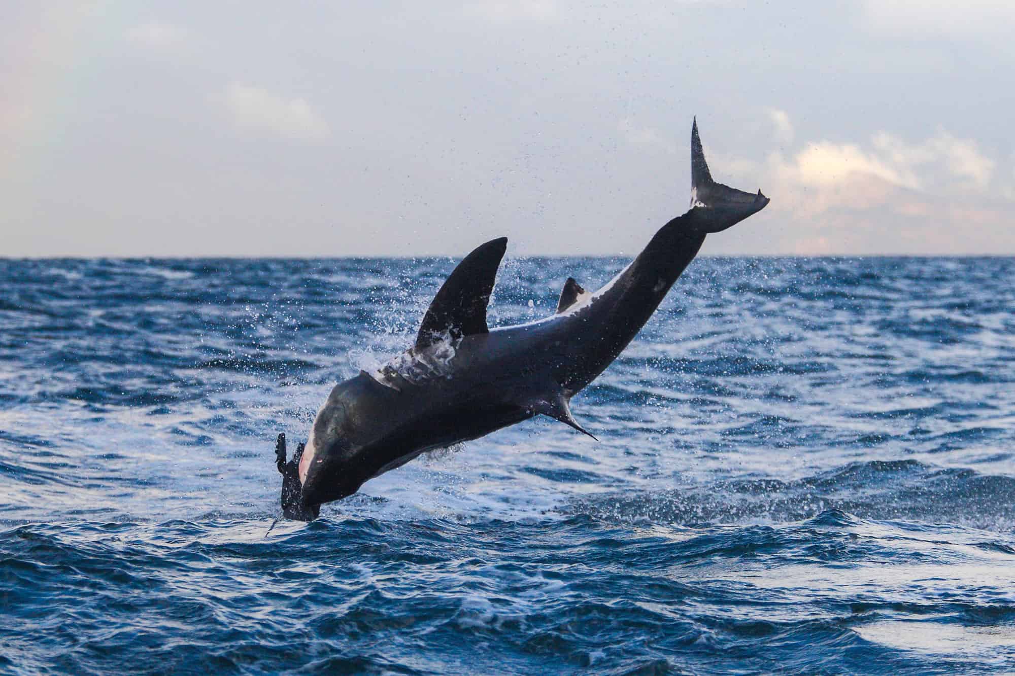 Guarda questo famelico grande squalo bianco mangiare alghe - Sì, hai letto bene!