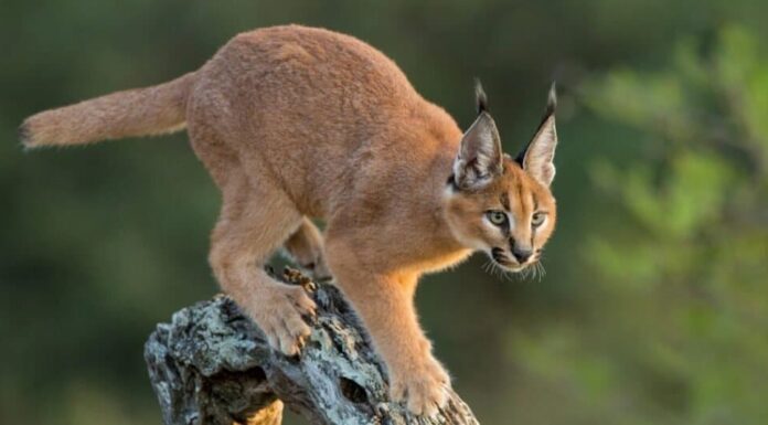 Tipi di gatti selvatici - Caracal