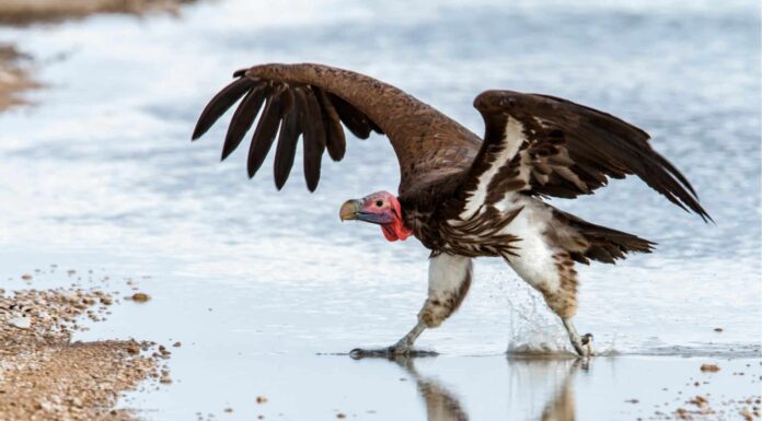 Guarda questo subdolo coccodrillo emergere dagli abissi e ingoiare un avvoltoio
