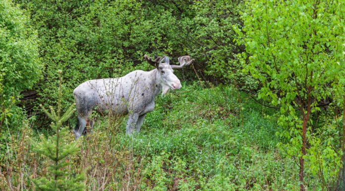 Guarda un raro incontro nella natura selvaggia con un alce bianco gigante e meraviglioso
