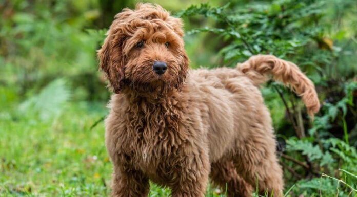 I Cockapoos sono ipoallergenici?
