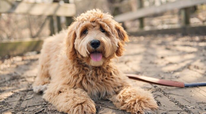 I Labradoodle sono ipoallergenici?
