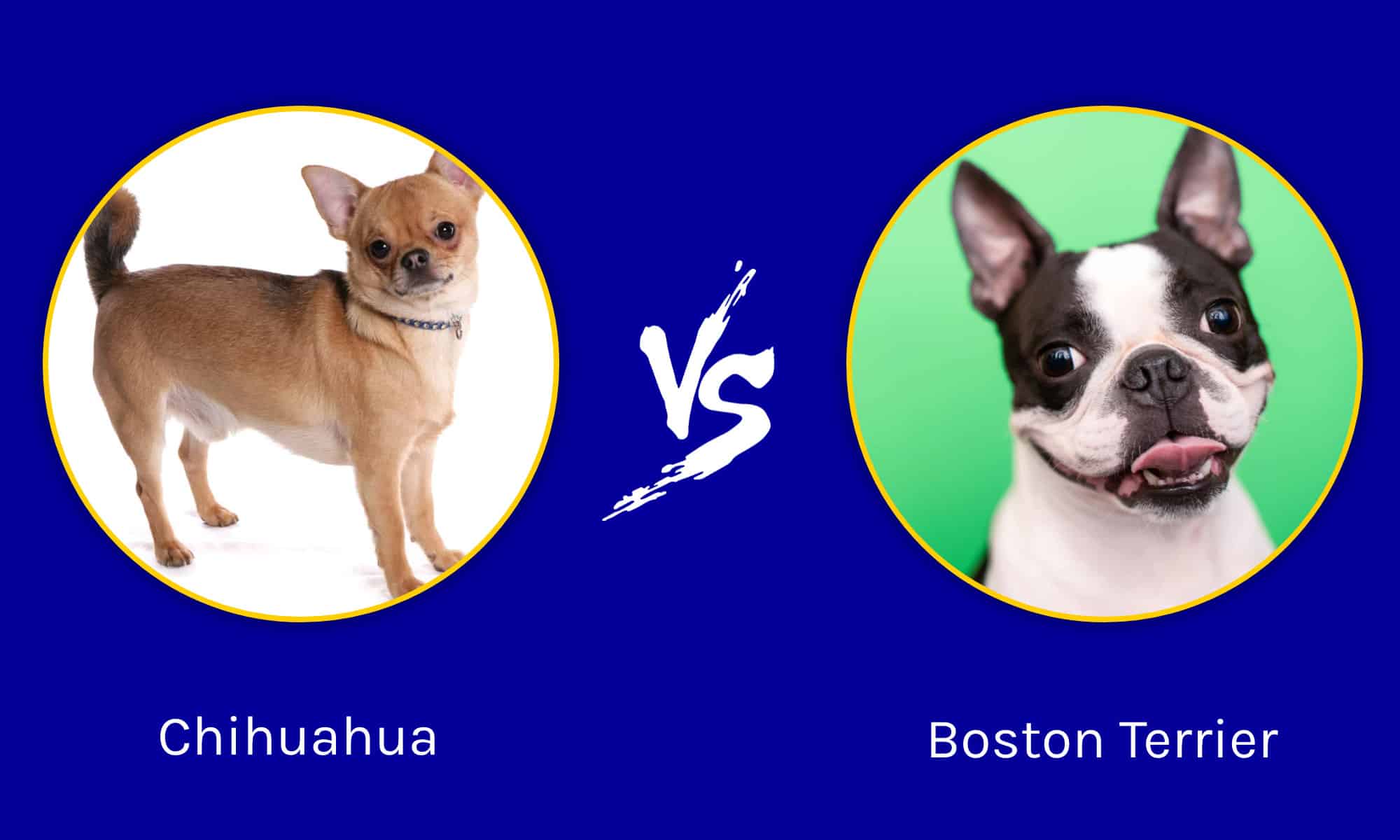 I cani più carini del mondo: Chihuahua vs.  Boston terrier