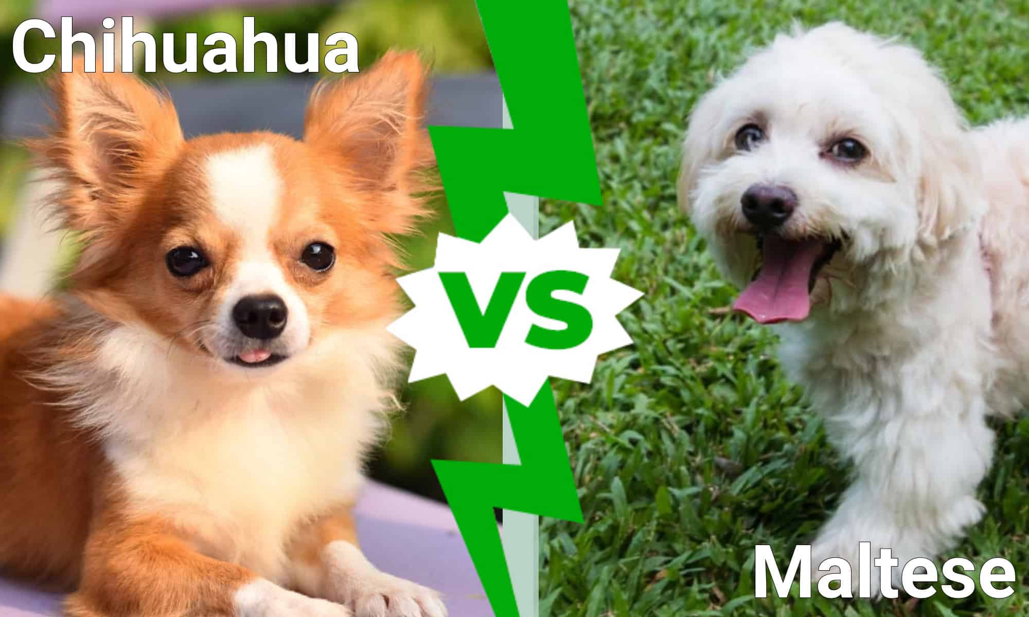I cani più carini del mondo: Chihuahua vs.  maltese