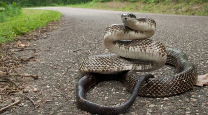 Serpente di ratto orientale