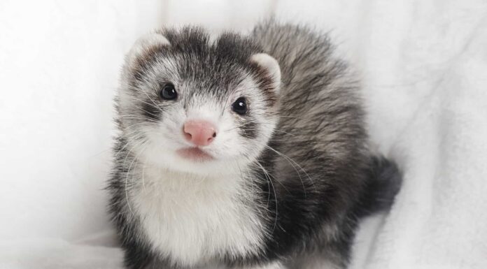 I migliori piccoli animali da coccolare 
