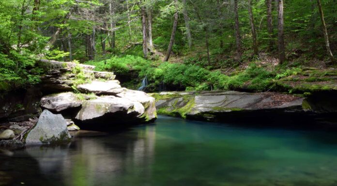 I migliori spot per nuotare a New York: laghi, fiumi e altro
