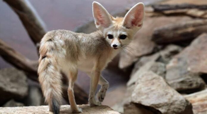 i 10 migliori animali domestici non tradizionali - Fennec Fox
