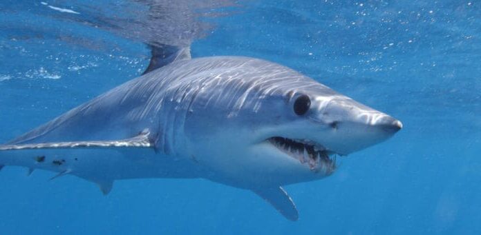 I dorsi dello squalo mako pinna corta vanno da un blu indaco metallico al viola intenso, mentre i lati sono generalmente argentati.