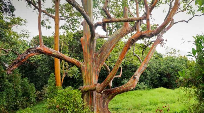 Arcobaleno alberi di eucalipto, Maui, Hawaii, Stati Uniti d'America
