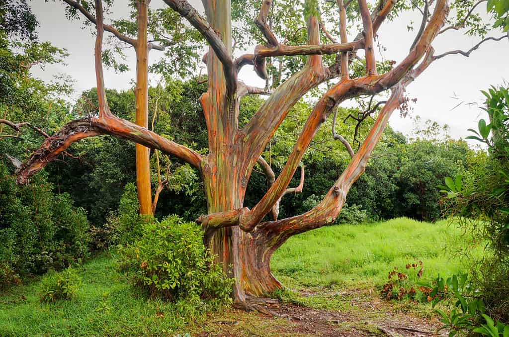 Arcobaleno alberi di eucalipto, Maui, Hawaii, Stati Uniti d'America