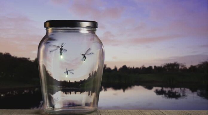 Cosa mangiano le lucciole - Lucciole in barattolo