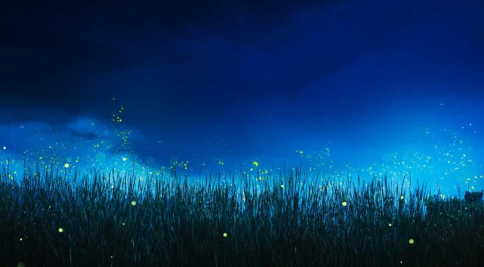 lucciole luminose su un prato archiviato di notte