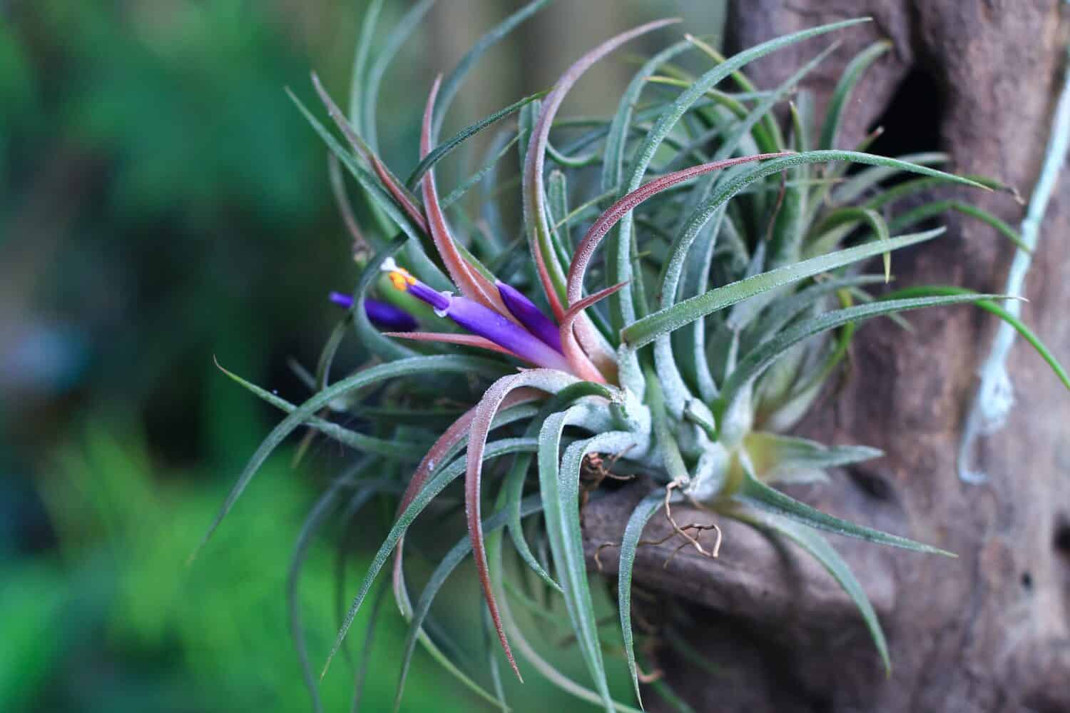 Bellissima pianta aerea montata Tillandsia ionantha
