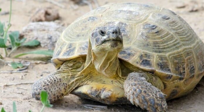 Primo piano della tartaruga russa