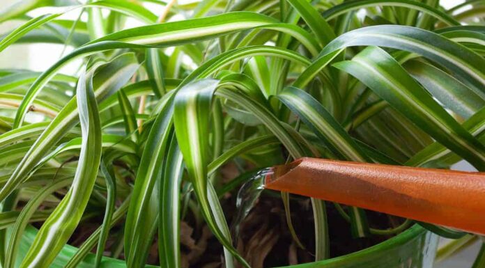 Una pianta ragno in vaso viene innaffiata con un beccuccio arancione