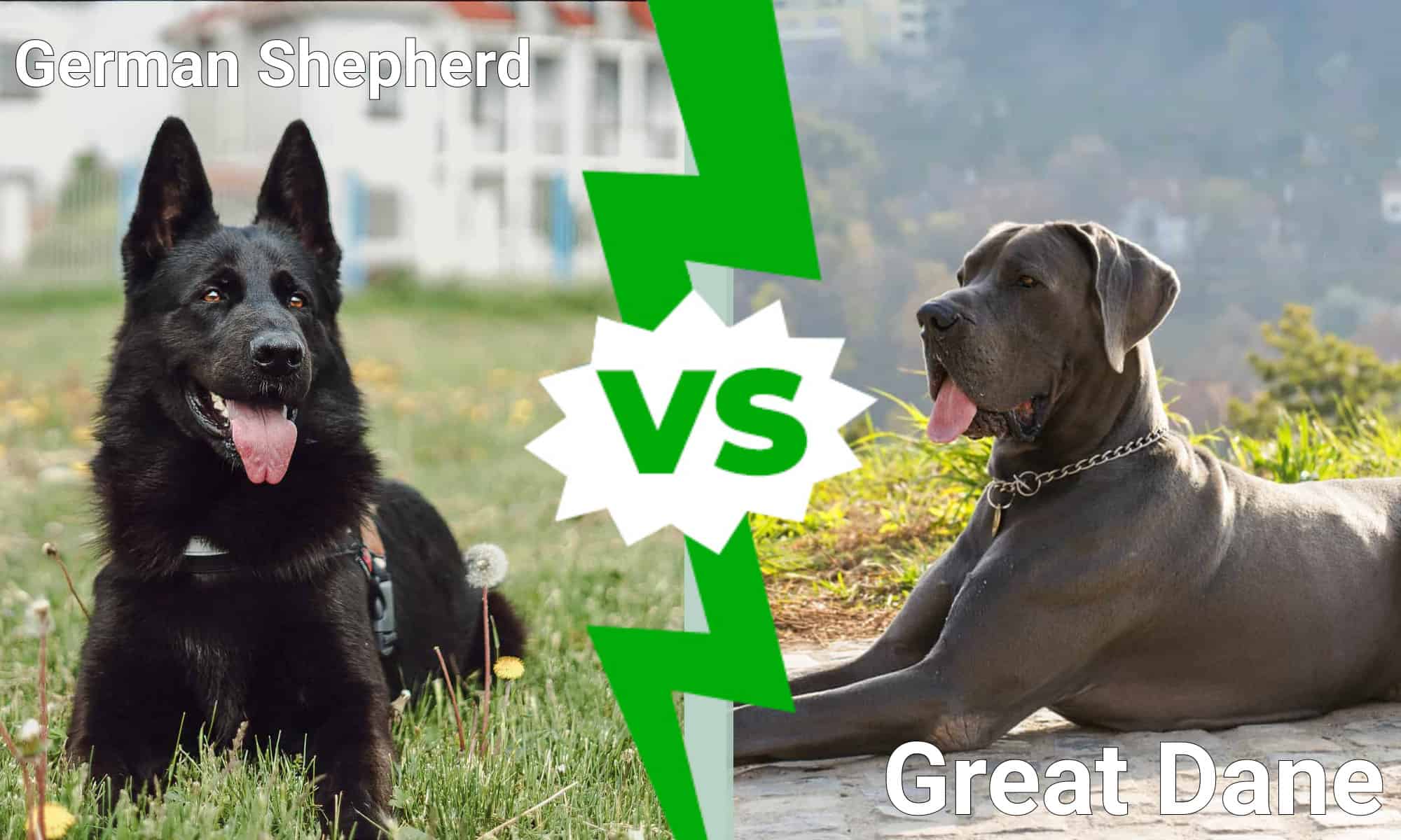Pastore tedesco vs alano: quale è più adatto alla tua famiglia?