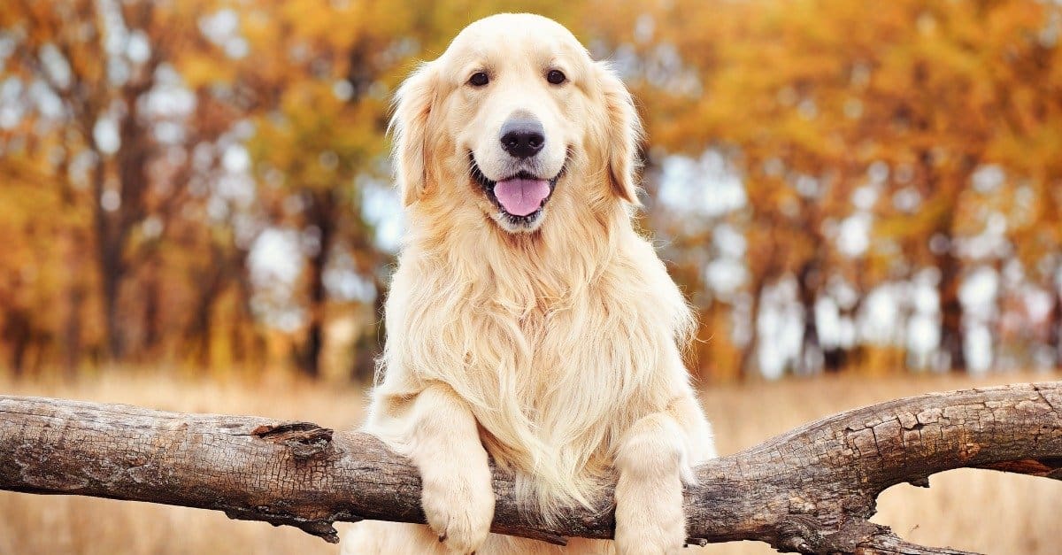 Per cosa sono stati allevati i Golden Retriever?  Ruolo originale, lavori, storia e altro