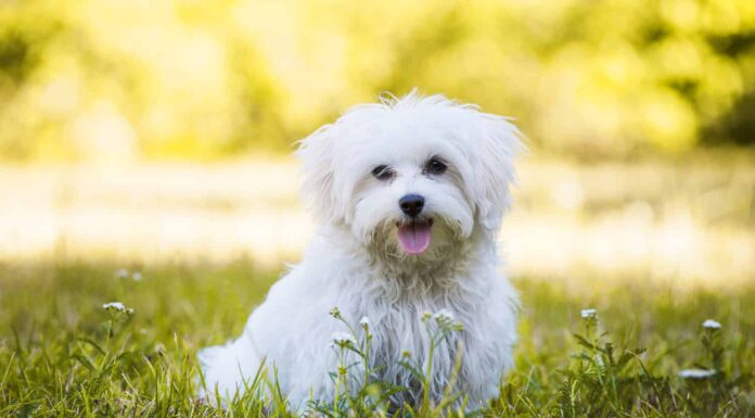 Giovane cane maltese in un prato