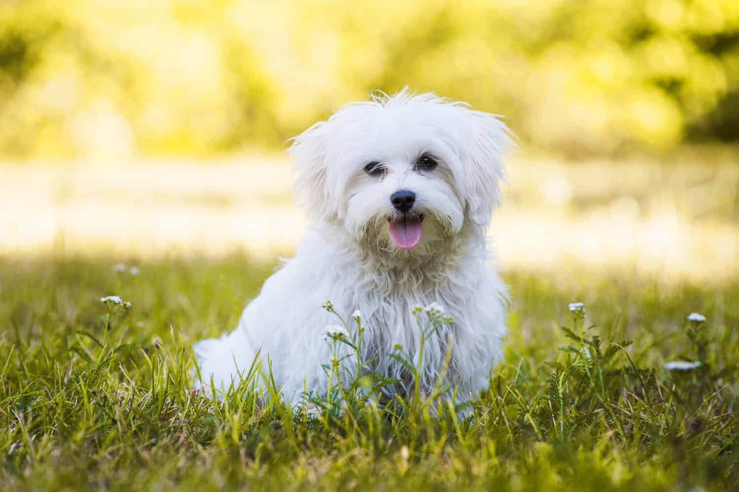 Giovane cane maltese in un prato