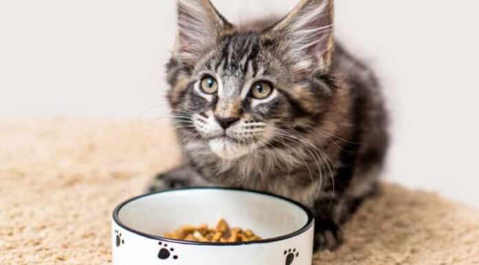 gattino che si trova nella ciotola del cibo