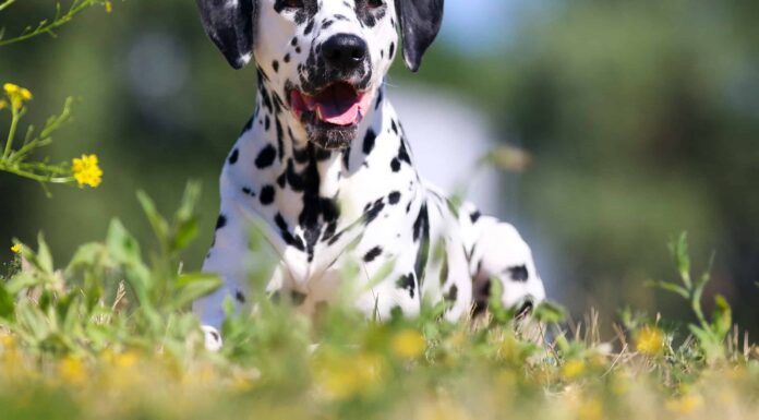 Quanto durano i periodi del cane?
