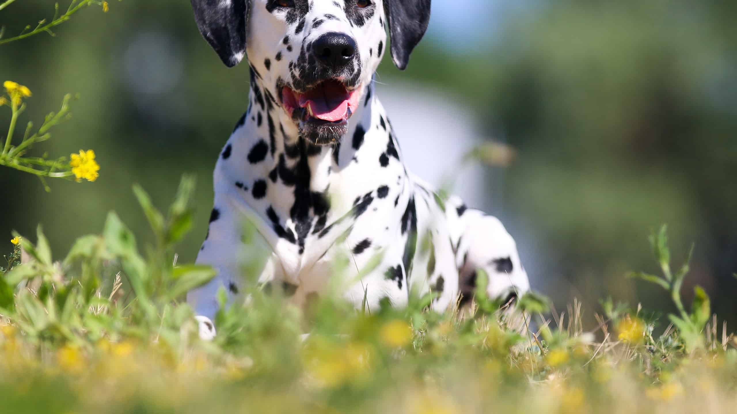 Quanto durano i periodi del cane?