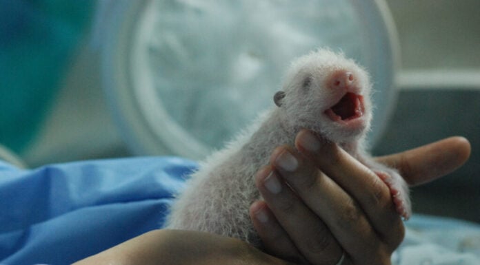 attesa per l'incubazione del neonato del panda