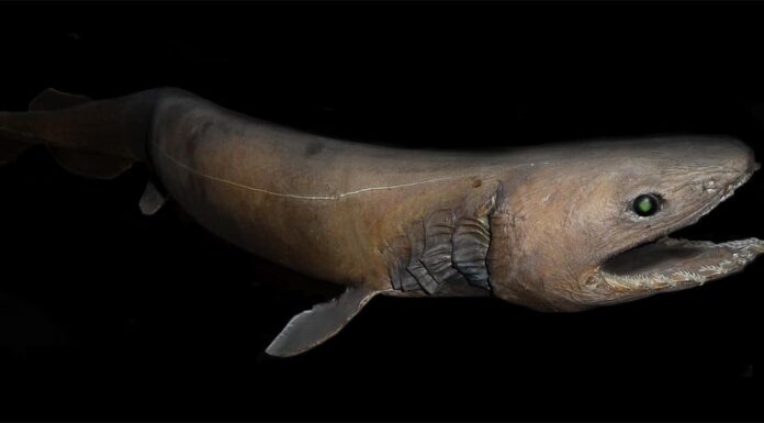 Raro filmato di uno squalo preistorico che nuota come un ghoul
