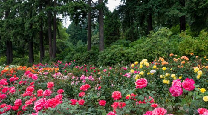 Rose che crescono all'ombra
