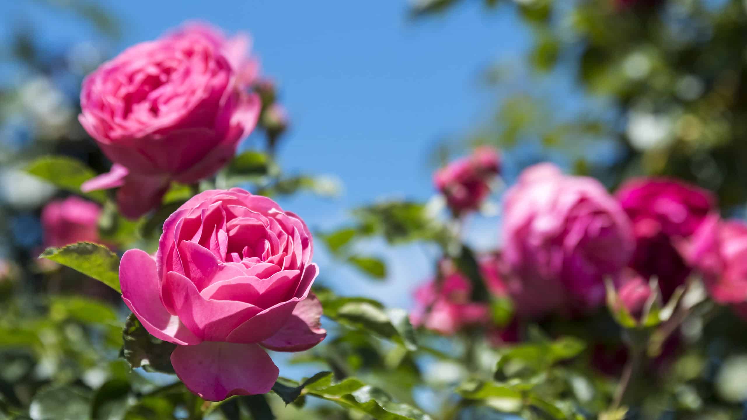 Rose rosa: significato, simbolismo e occasioni appropriate