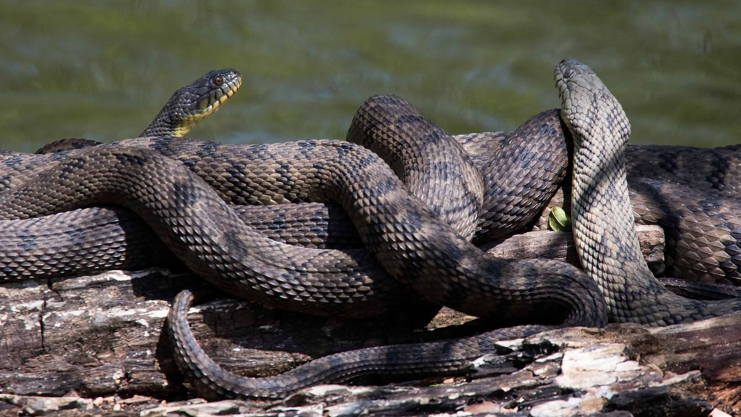 Scopri 11 serpenti d'acqua trovati nelle acque della Louisiana