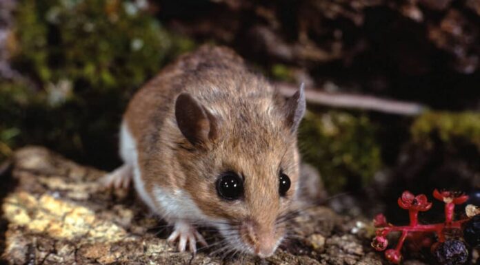 Topo dai piedi bianchi, vista ravvicinata di uno seduto su un tronco vicino a un cespuglio di bacche.